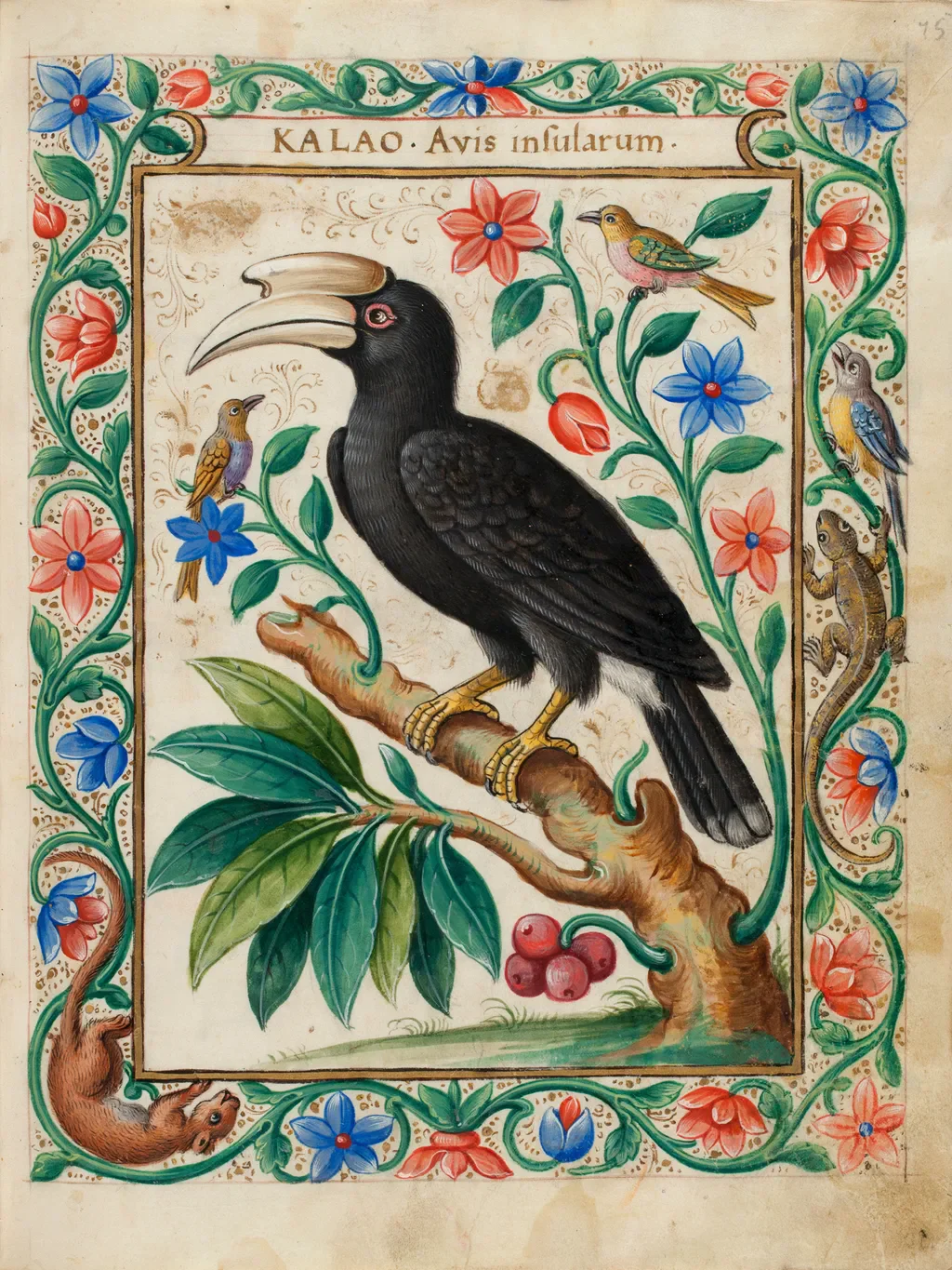 The kalaw, or Philippine hornbill, in a sixteenth-century painting titled Kalao, Avis insularum